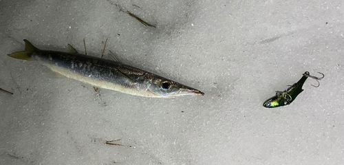 カマスの釣果