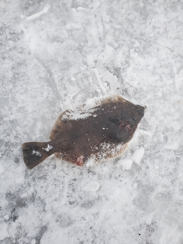 カレイの釣果