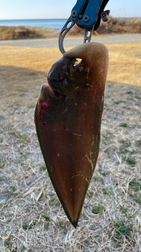 シタビラメの釣果