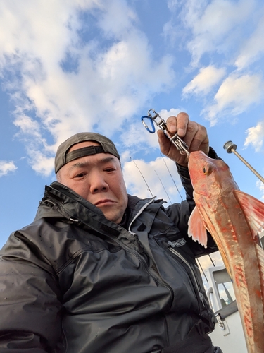 ホウボウの釣果