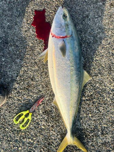 ブリの釣果