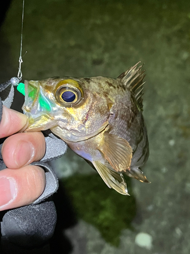 メバルの釣果