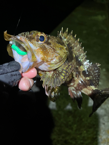 カサゴの釣果