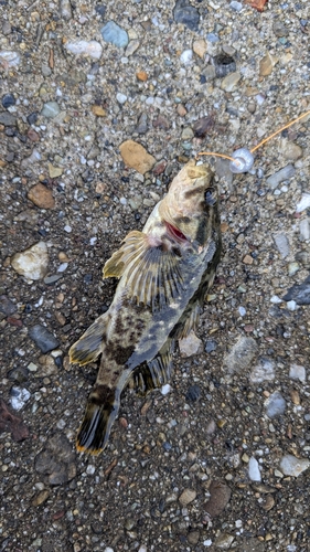 タケノコメバルの釣果