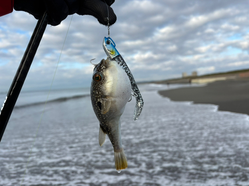 クサフグの釣果