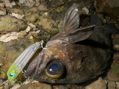 シロメバルの釣果