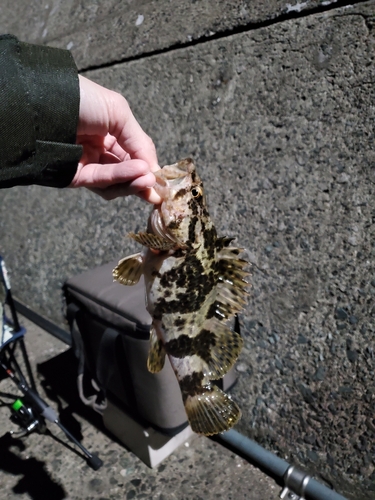 タケノコメバルの釣果