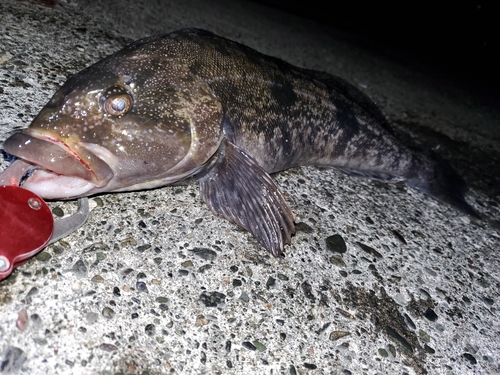 アイナメの釣果