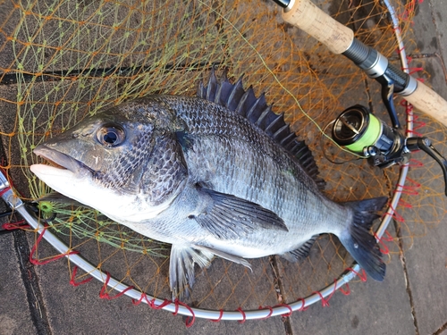 チヌの釣果