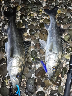 シーバスの釣果