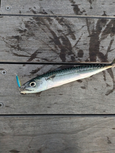 サバの釣果