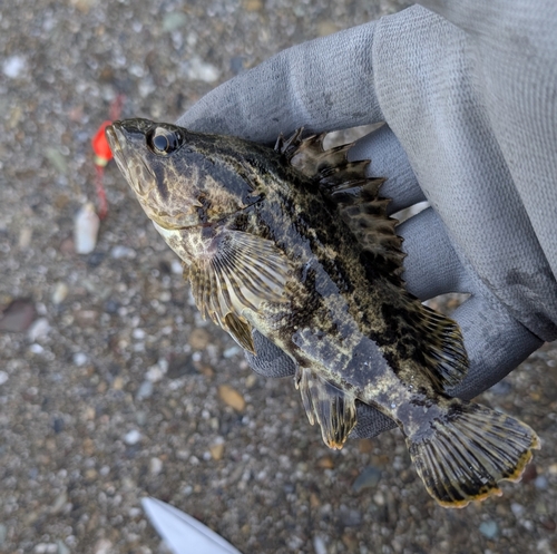 タケノコメバルの釣果