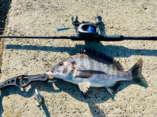 チヌの釣果