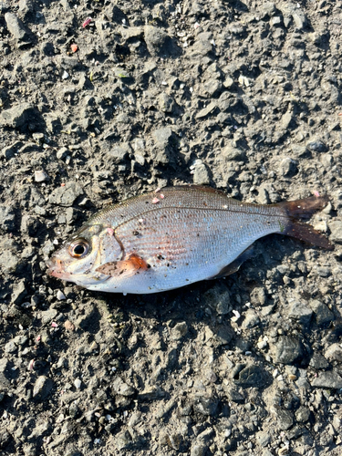 アイゴの釣果