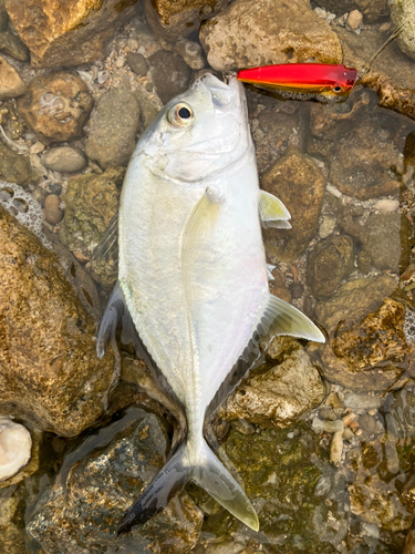 ロウニンアジの釣果