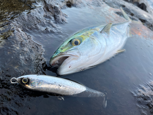 イナダの釣果