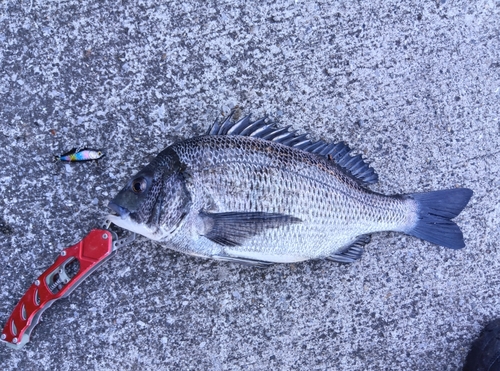 クロダイの釣果