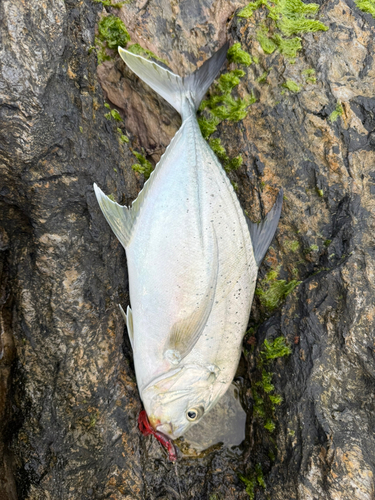 メッキの釣果