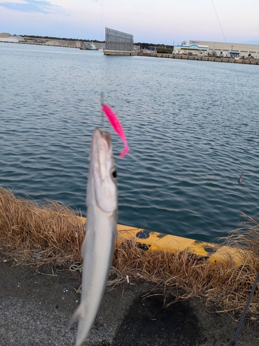 カマスの釣果