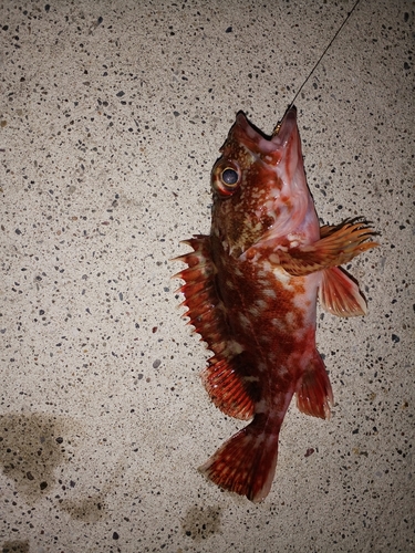 カサゴの釣果