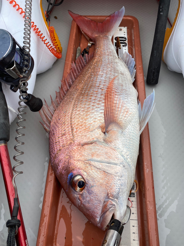 マダイの釣果