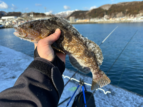 アブラコの釣果