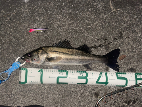 シーバスの釣果