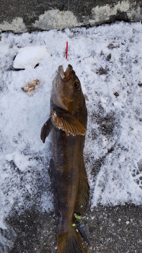 釣果