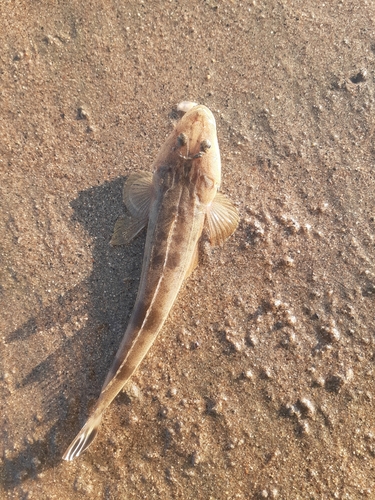 コチの釣果