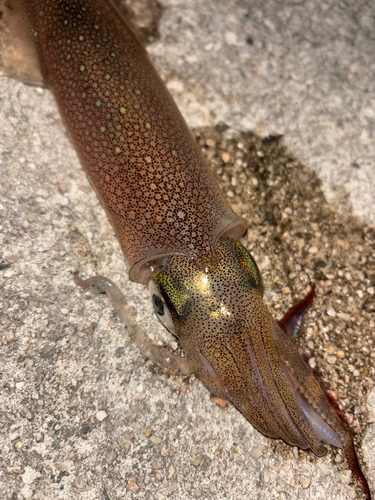 ヤリイカの釣果