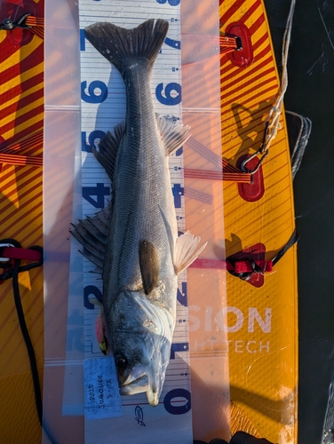 シーバスの釣果