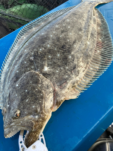 ヒラメの釣果