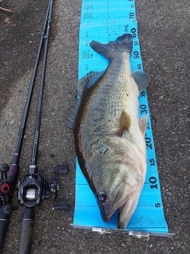 ブラックバスの釣果