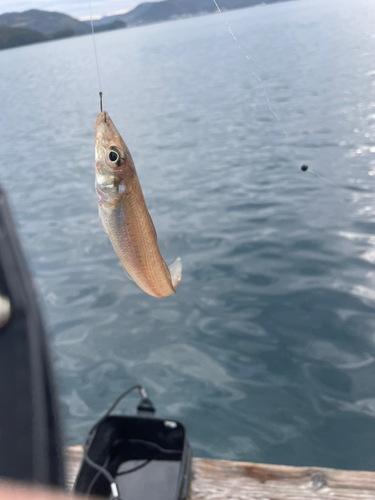 キスの釣果