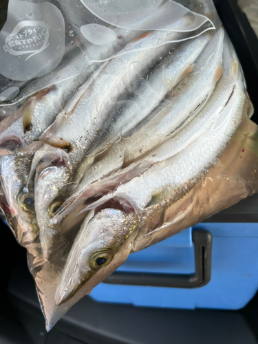 アカカマスの釣果