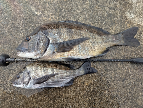 クロダイの釣果