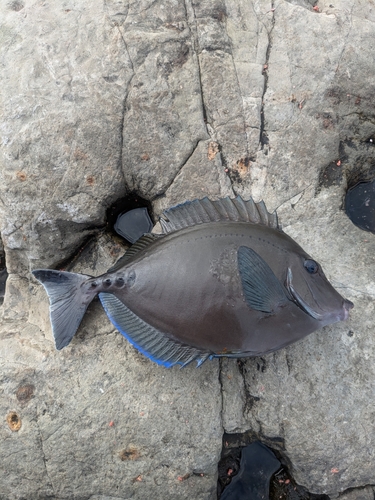 サンノジの釣果