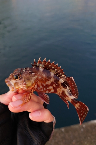 カサゴの釣果