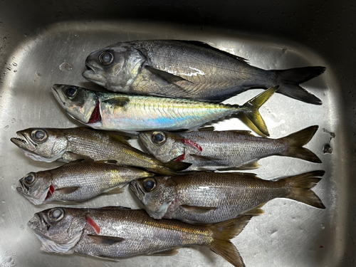 クロムツの釣果