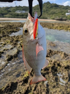 クチナジの釣果