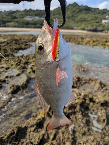 クチナジの釣果