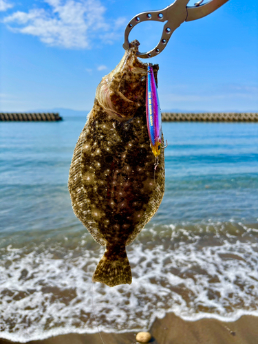 ソゲの釣果