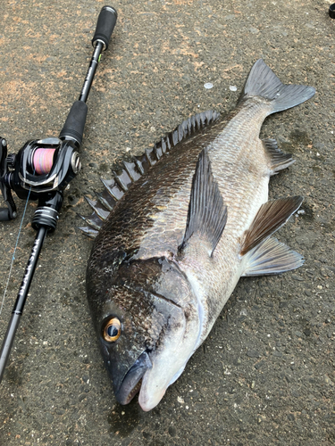 クロダイの釣果