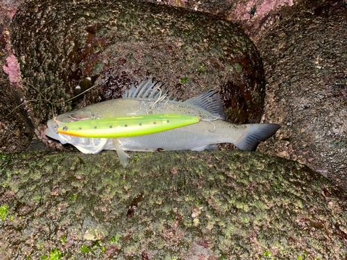 スズキの釣果