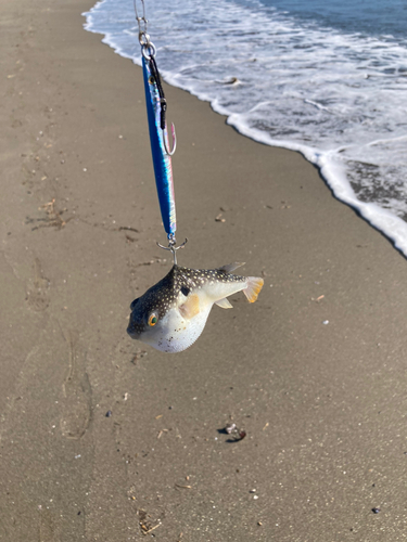 フグの釣果