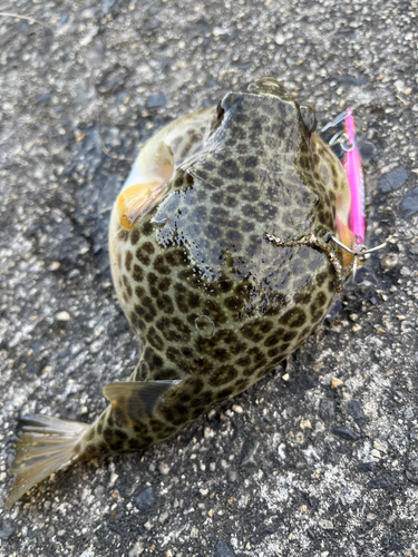 ショウサイフグの釣果