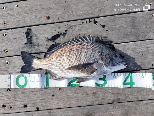 クロダイの釣果