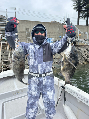 クロダイの釣果