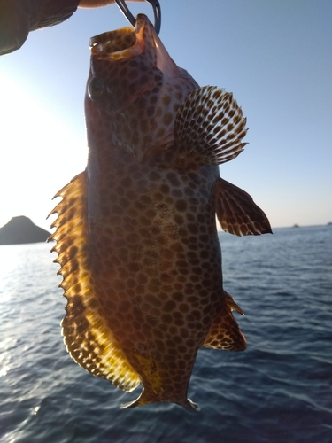 オオモンハタの釣果