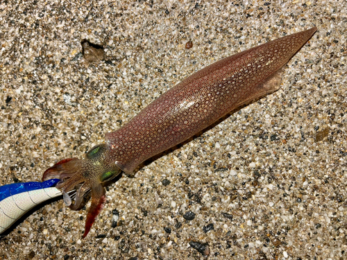 ヤリイカの釣果